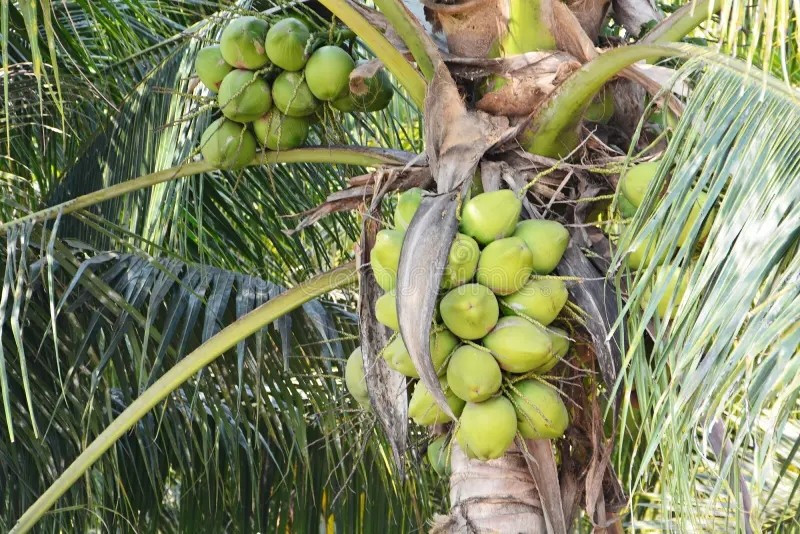 Nghề trồng dừa không phải xuất phát điểm của nhiều nông dân Thái Lan. Nhưng khoảng 10 năm trước, nhu cầu về nước dừa tươi nam hom tăng cao ở Trung Quốc, dẫn đến sự bùng nổ nhu cầu đối với các loại đồ uống giải khát này. Ảnh: Dreamstime