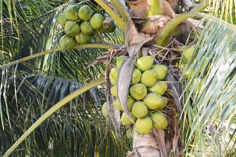 Nghề trồng dừa không phải xuất phát điểm của nhiều nông dân Thái Lan. Nhưng khoảng 10 năm trước, nhu cầu về nước dừa tươi nam hom tăng cao ở Trung Quốc, dẫn đến sự bùng nổ nhu cầu đối với các loại đồ uống giải khát này. Ảnh: Dreamstime