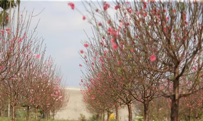 Xã Vân Du được biết đến như "thủ phủ đào" ở tỉnh Nghệ An. Nơi đây trồng nhiều giống đào như: đào buông, đào cành truyền thống, đào Nhật Tân,...Ảnh: Người đưa tin