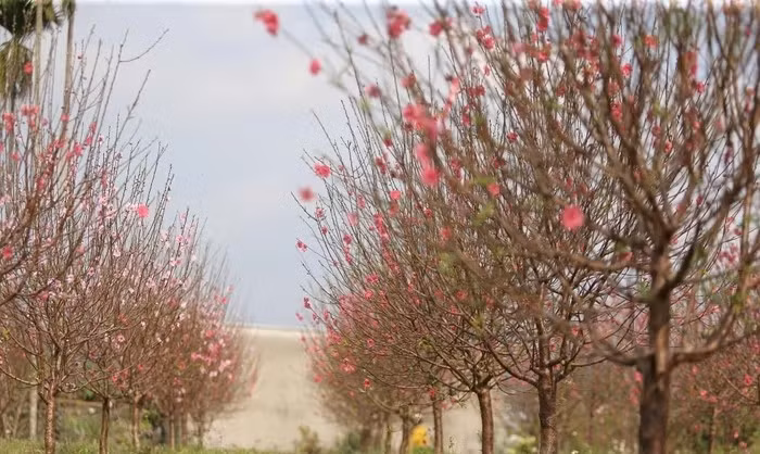 Xã Vân Du được biết đến như "thủ phủ đào" ở tỉnh Nghệ An. Nơi đây trồng nhiều giống đào như: đào buông, đào cành truyền thống, đào Nhật Tân,...Ảnh: Người đưa tin