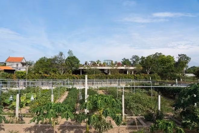 Vườn rau xanh mướt. Ảnh: Trieu Chien