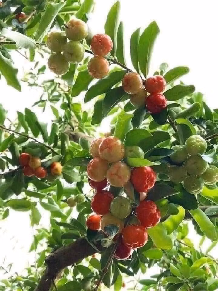 Bên cạnh bonsai cổ thụ, giới chơi cây cảnh còn săn đón dòng bonsai được uốn tạo từ cây ăn quả. Một trong số đó phải kể đến sơ ri bonsai. Ảnh: Facebook