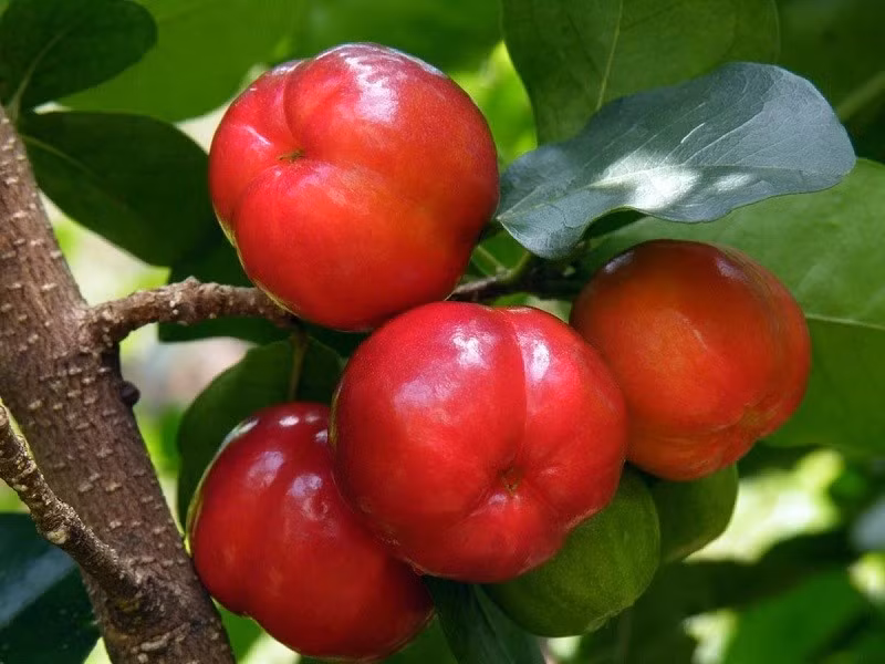 Thuộc nhóm cây thân gỗ dạng bụi, sơ ri có thể phát triển đến khoảng 6 mét nếu được trồng ở khu đất rộng. Ảnh: Welofarm