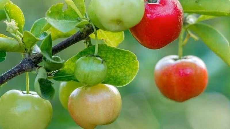 Quả sơ ri dạng tròn, mọc thành từng chùm 2 - 3 quả và bám dày trên cành. Màu sắc thay đổi theo độ chín: từ xanh tươi chuyển sang vàng, rồi đỏ mọng khi đến kỳ thu hoạch. Ảnh: Facebook