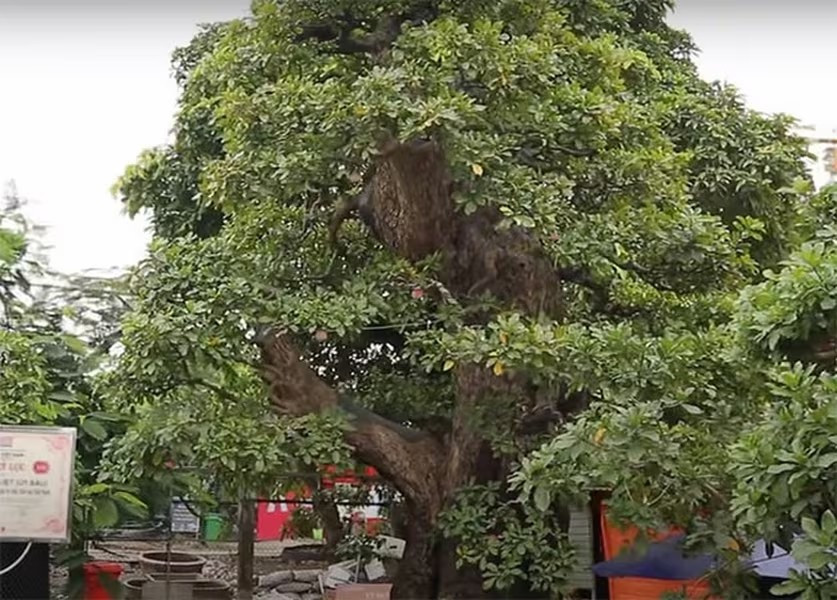 Không ít người cho rằng, cây lộc vừng xứng đáng với mức giá đắt đỏ bởi vừa có bề ngoài bề thế, vừa có giá trị tuổi đời lại lập kỉ lục Guinness. Ảnh: Anninhthudo