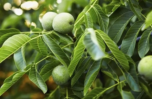 Giá óc chó tươi tại chỗ chỉ vài chục nghìn đồng. Về thành phố, mức giá có thể tăng gấp đôi, gấp ba. Ảnh: Internet