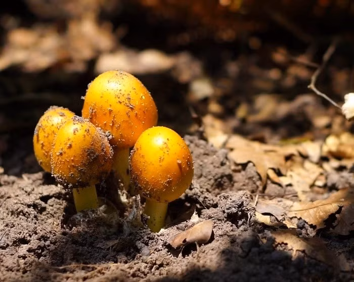 Loại nấm này thường mọc trong rừng sâu, dưới tán cây lớn như cây dầu, cây sao hoặc rừng thông, nơi có đất ẩm và giàu dinh dưỡng. Ảnh: Dân Việt