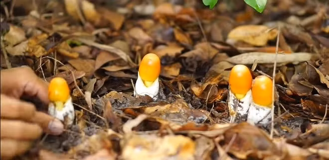 Ngoài ra, nấm mọc rải rác trong rừng và sản lượng rất ít nên việc tìm và thu hoạch khá khó khăn. Ảnh: Internet