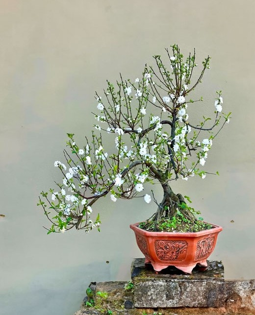 Càng rét, nụ hoa nhất chi mai càng tích tụ dinh dưỡng, đến cuối đông đầu xuân sẽ bung nở tinh khôi. Sắc trắng thanh khiết của mai trắng giữa nền trời xám lạnh khiến loài hoa này được xem là biểu tượng của sự thanh cao, kiên cường. Ảnh: Caycanhxanh