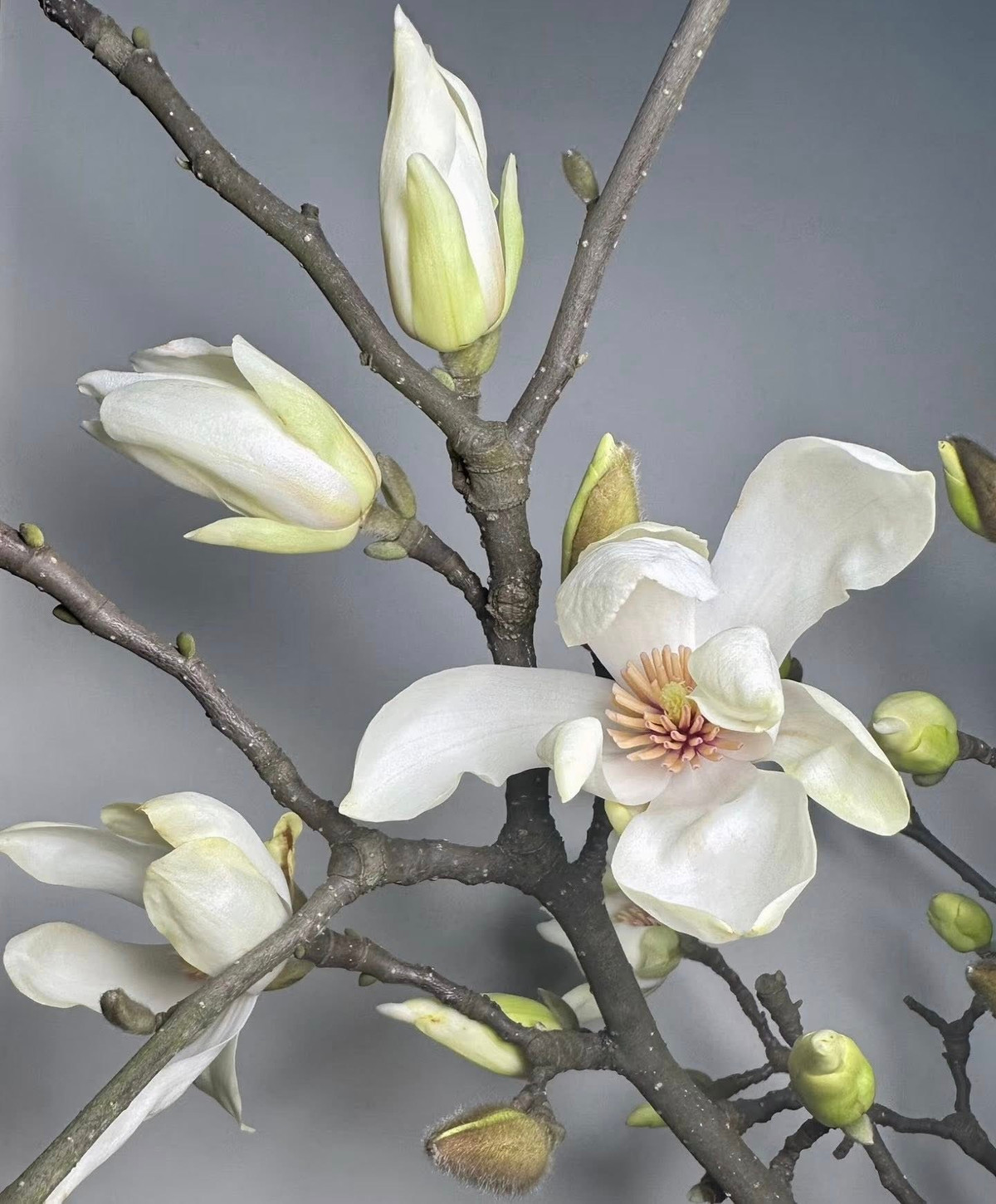 Chị Thảo (một người bán hoa tại Hà Nội) cho biết, mộc lan được nhập từ Trung Quốc về. Ảnh: FB An Corner Shop