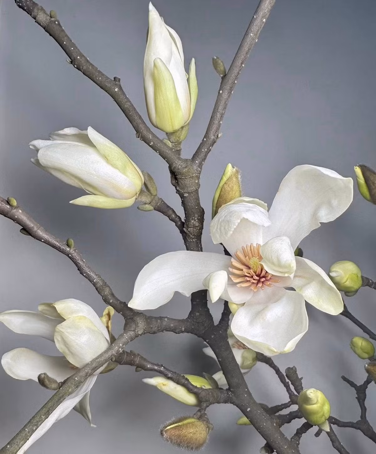 Chị Thảo (một người bán hoa tại Hà Nội) cho biết, mộc lan được nhập từ Trung Quốc về. Ảnh: FB An Corner Shop