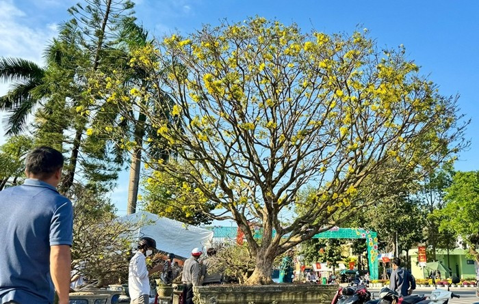 Giữa chợ hoa xuân tại Quảng trường đường Phạm Văn Đồng (phường Cẩm Thành, tỉnh Quảng Ngãi), cây mai vàng hơn 60 năm tuổi bất ngờ trở thành tâm điểm chú ý của người dân. Ảnh: Tiền phong