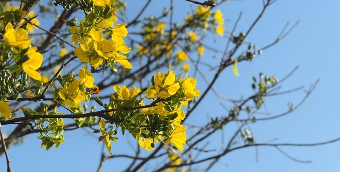 Đặc biệt, chỉ sau một ngày mang mai ra chợ hoa xuân, có người trả giá hơn 1 tỷ đồng nhưng chủ vẫn chưa đồng ý nhượng lại. Ảnh: Tiền phong