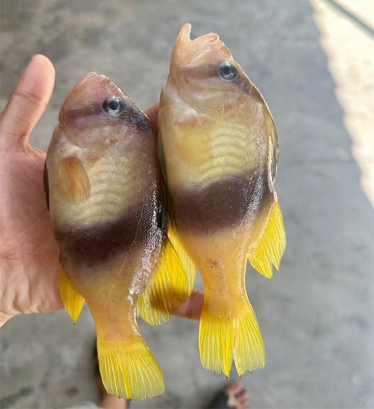 Trên thị trường, cá sơn gà được giá từ 150.000 - 350.000 đồng/kg, tùy kích thước và phải đặt hàng trước mới mua được. Ảnh: Facebook