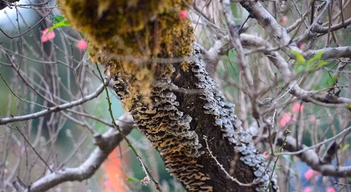 Mỗi gốc đào là một tác phẩm nghệ thuật độc bản. Có cây dáng trực uy nghiêm, có cây thế huyền mềm mại, cũng có những gốc lũa kỳ quái thách thức trí tưởng tượng người xem. Ảnh: Dân Việt