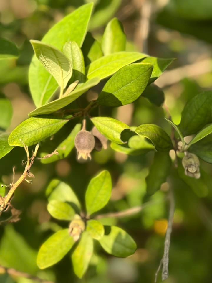 Được cung cấp đủ nước và chất dinh dưỡng, cây nào cũng xanh tốt quanh năm và sai trái. Ảnh: FB My Tam