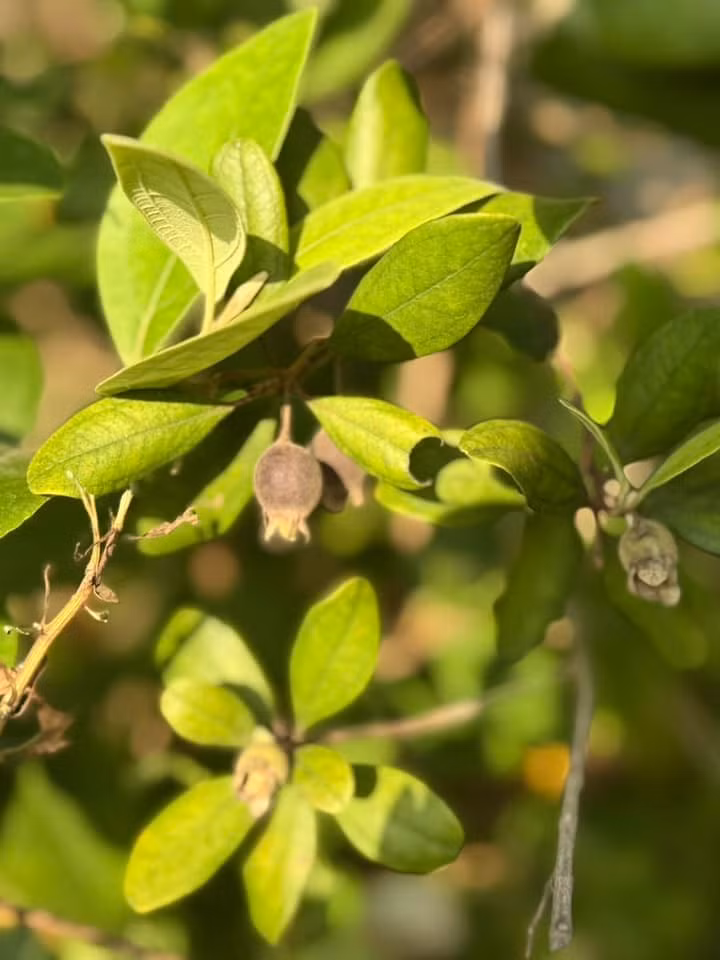 Được cung cấp đủ nước và chất dinh dưỡng, cây nào cũng xanh tốt quanh năm và sai trái. Ảnh: FB My Tam