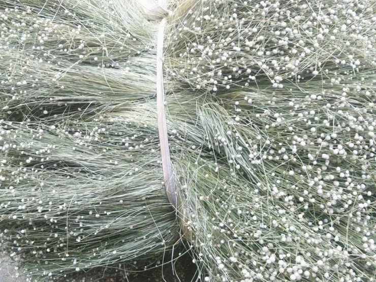 Ngoài làm thực phẩm cây hẹ còn được sử dụng như một vị thuốc Đông y, chữa chứng đau ở ngực và bụng do đầy bụng, các chứng ngứa...Ảnh: Weixin