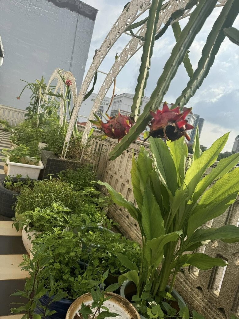 Cây thanh long cho trái to, căng mọng. Ảnh: FBNV