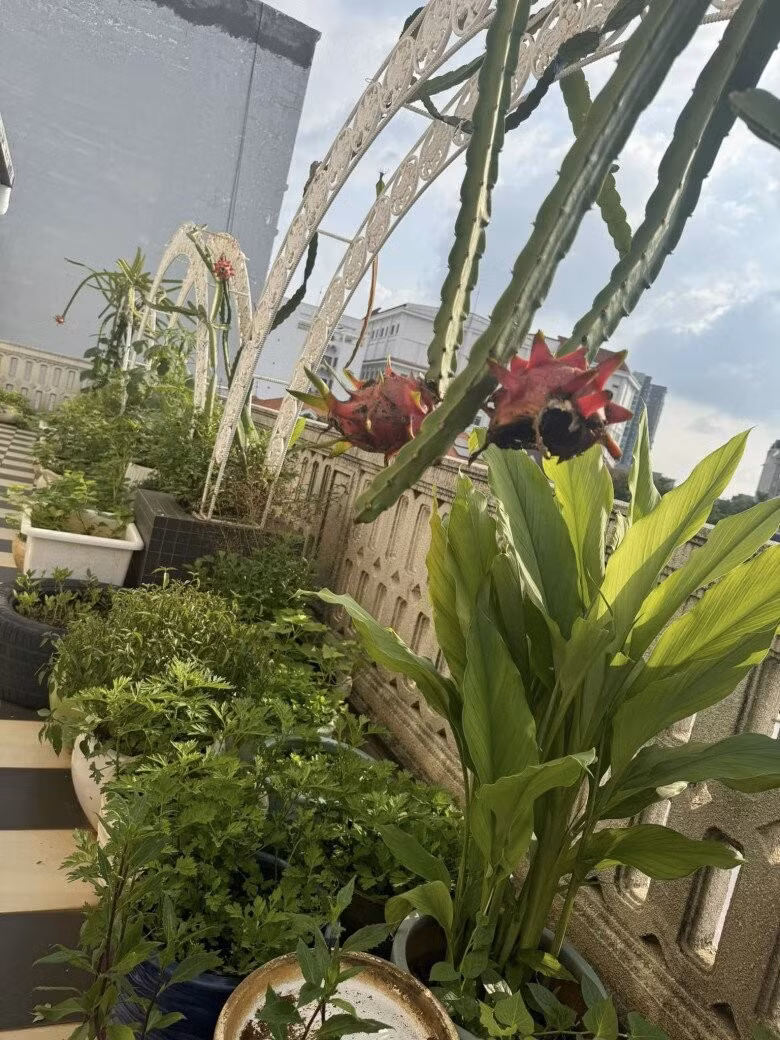 Cây thanh long cho trái to, căng mọng. Ảnh: FBNV