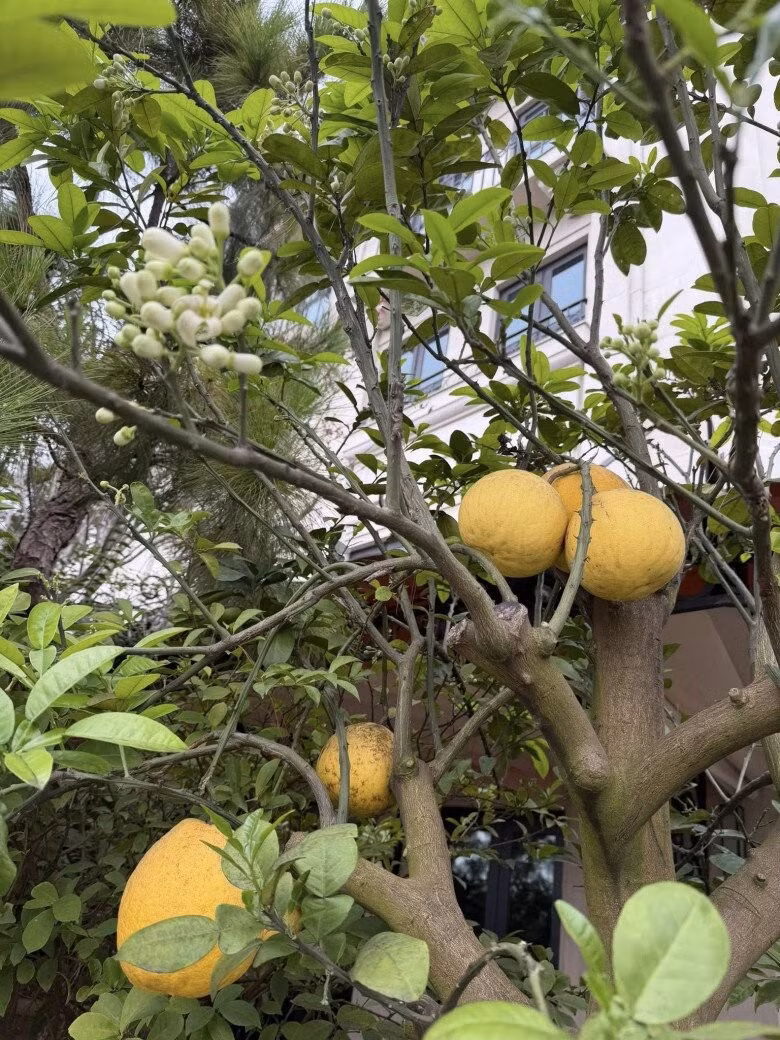 Những trái bưởi chín mọng xen lẫn những chùm bưởi tỏa hương thơm ngát. Ảnh: FBNV