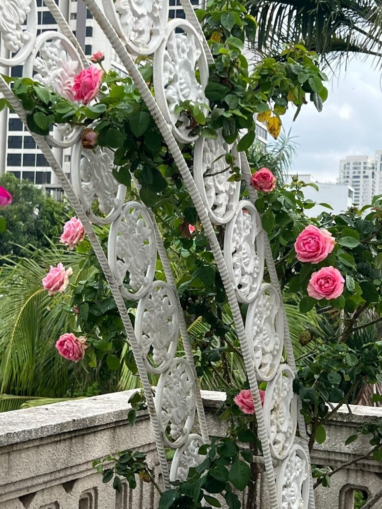 Nhiều lần, Hoa hậu Giáng My khoe hoa hồng trên ban công. Ảnh: FBNV