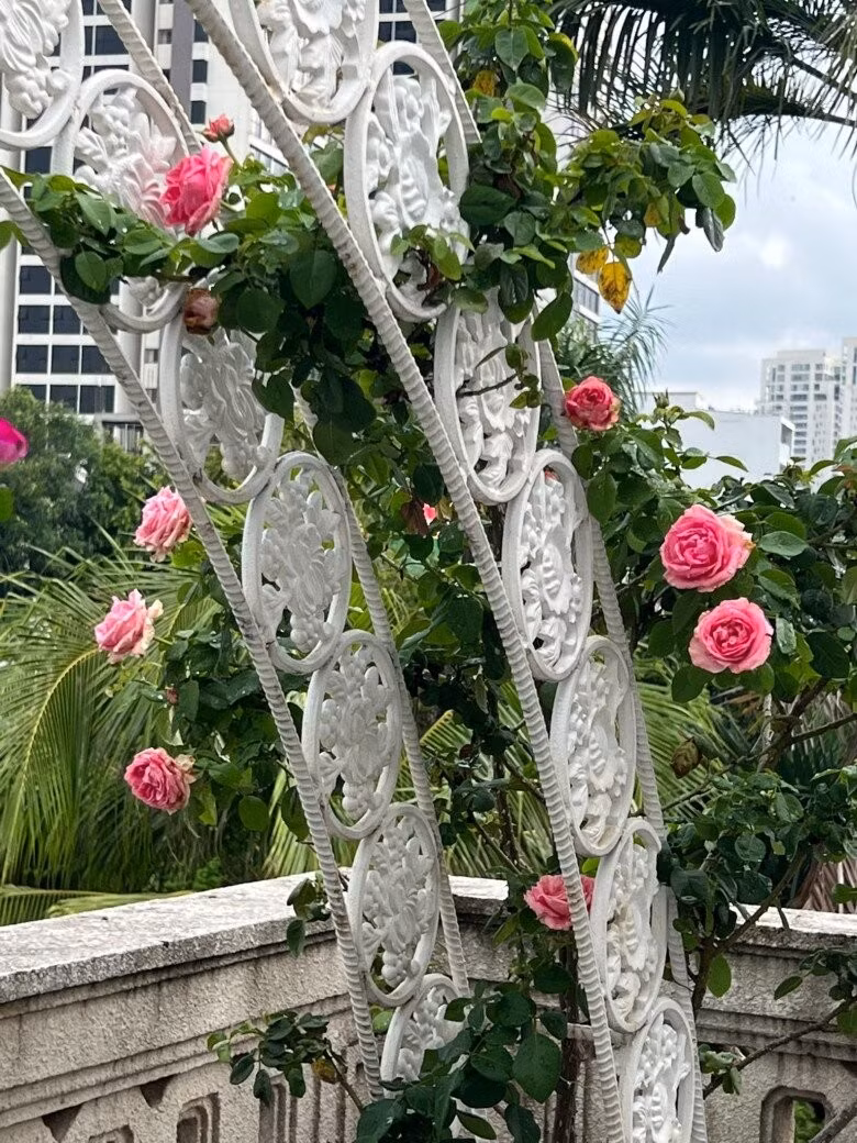 Nhiều lần, Hoa hậu Giáng My khoe hoa hồng trên ban công. Ảnh: FBNV