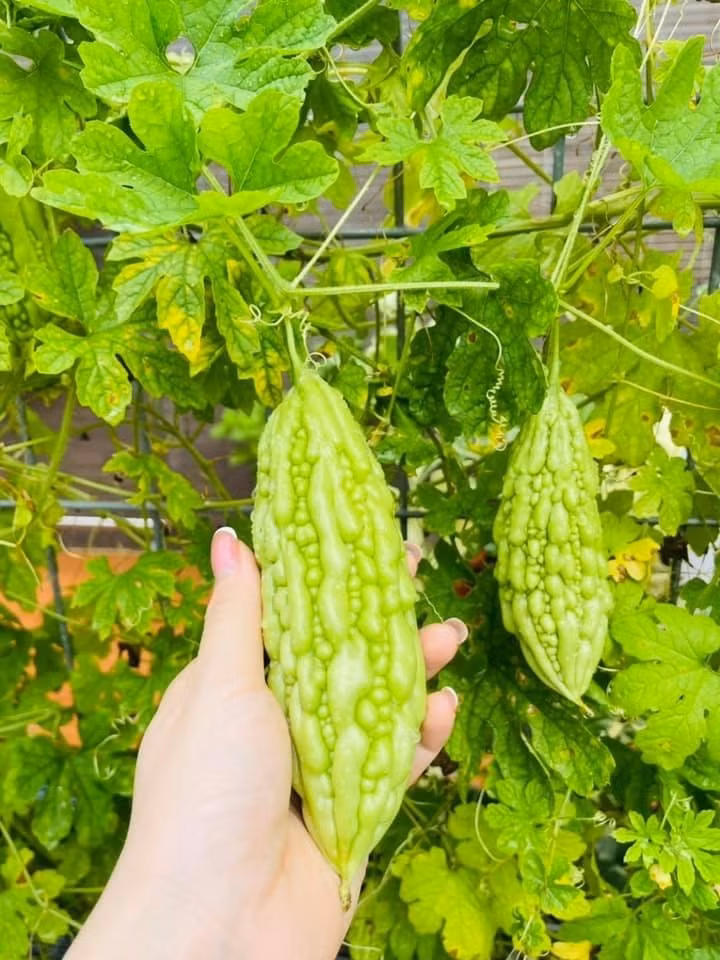 Ngoài ra, Nhật Kim Anh còn trồng cả một vườn rau xanh mướt. Ảnh: FBNV