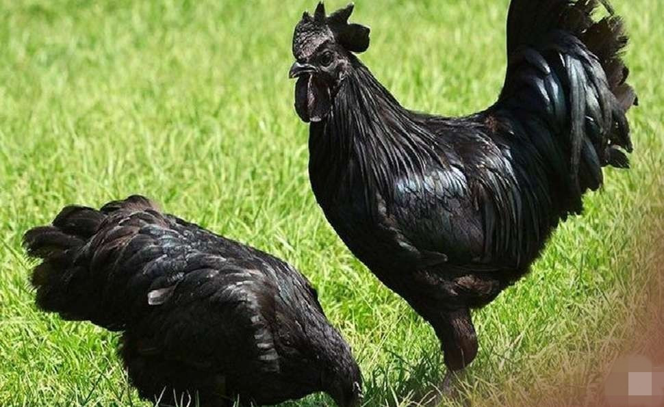 Điều này càng làm tăng sự tò mò và trân quý của giới yêu thích giống gà Ayam Cemani. Ảnh: Java