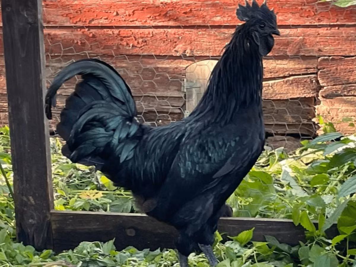 Trong khi đó, người phương Tây tin rằng nuôi gà đen Ayam Cemani trong nhà sẽ mang lại nhiều may mắn. Ảnh: Meyer Hatchery Blog