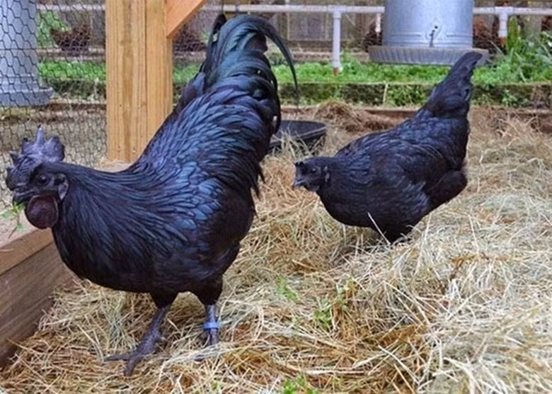 Ayam Cemani là giống gà đặc biệt. Toàn thân của giống gà này không có một màu gì khác ngoài màu đen tuyền. Ảnh: Printest