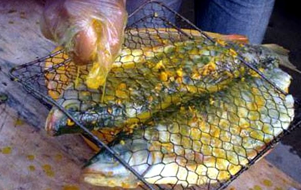 Cá bỗng có thể chế biến thành nhiều món ăn đặc sắc như nướng, hấp, gỏi, chiên giòn...Ảnh: Baodautu