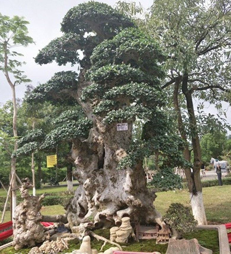 View - Cận cảnh duối cổ 1.000 năm khiến đại gia mê mẩn | Báo Tri thức và Cuộc sống - TIN TỨC PHỔ BIẾN KIẾN THỨC 24H