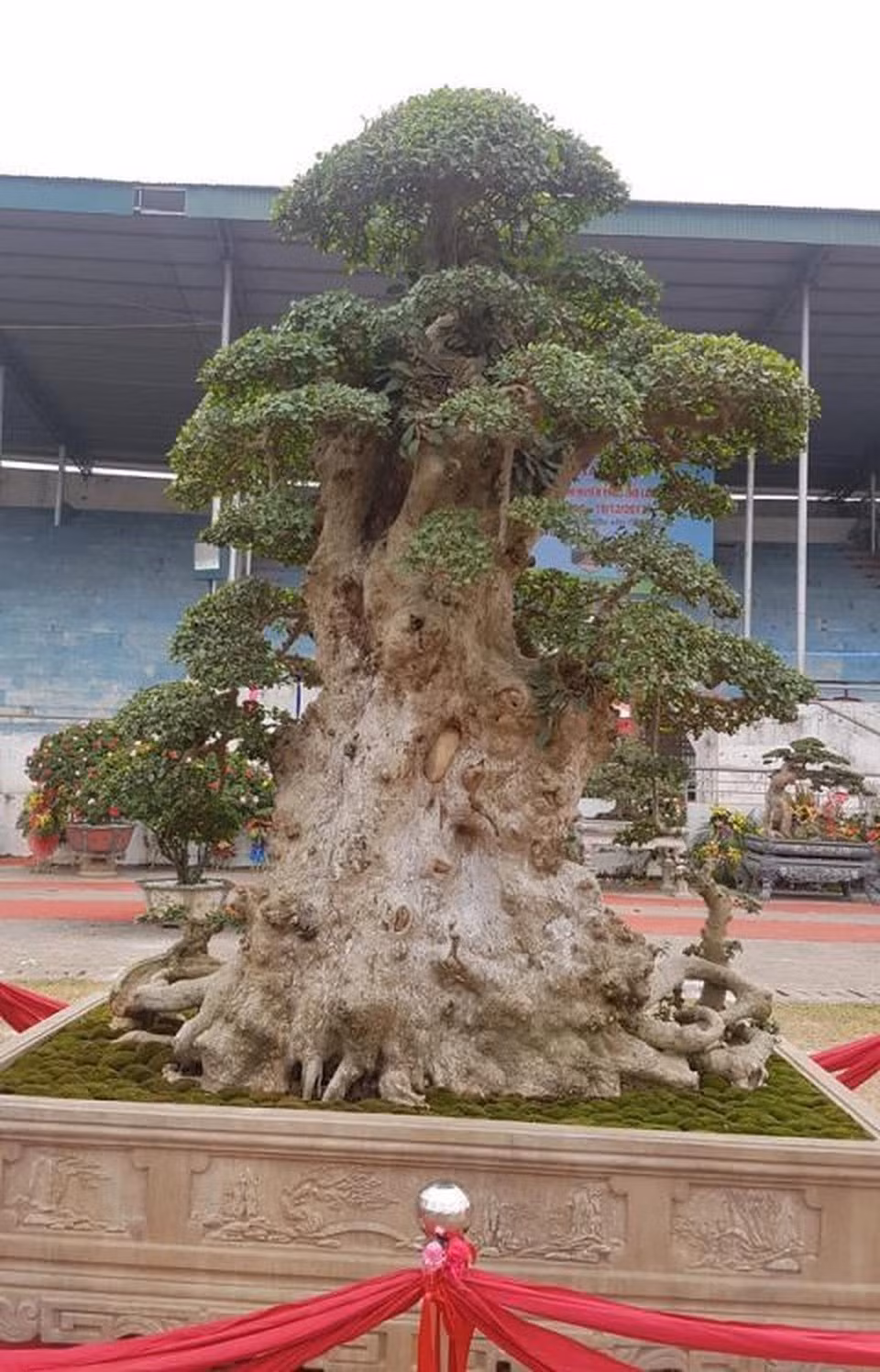 Sau đó, cây duối đã được bán cho ông Trường Giấy (TP. Hải Dương) với giá 7 tỷ đồng. Ảnh: Đất Việt