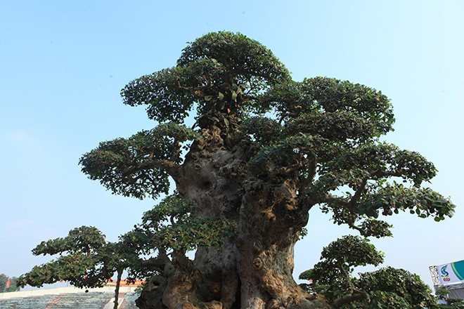 View - Cận cảnh duối cổ 1.000 năm khiến đại gia mê mẩn | Báo Tri thức và Cuộc sống - TIN TỨC PHỔ BIẾN KIẾN THỨC 24H