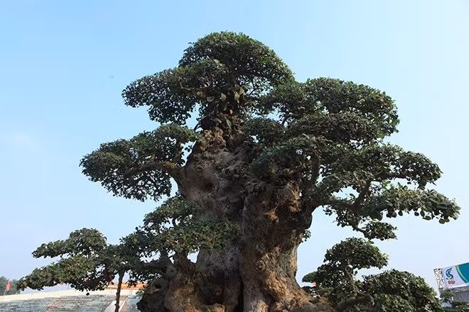 Xung quanh cây là cành mọc ra như những cánh tay. Ảnh: Dân Việt