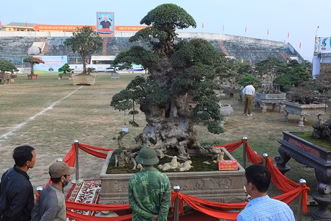 Cách đây nhiều năm, giới chơi cây cảnh trong nước không khỏi xôn xao trước tác phẩm duối cổ "Lão mai đại thọ" độc nhất vô nhị của nhà vườn Lại Đức Hòa (ở Văn Giang, Hưng Yên). Ảnh: Dân Việt