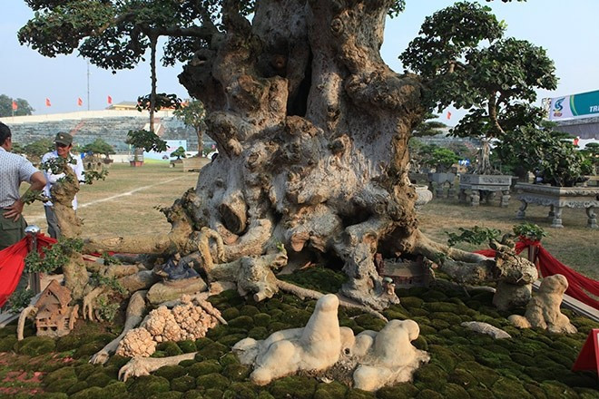 View - Cận cảnh duối cổ 1.000 năm khiến đại gia mê mẩn | Báo Tri thức và Cuộc sống - TIN TỨC PHỔ BIẾN KIẾN THỨC 24H