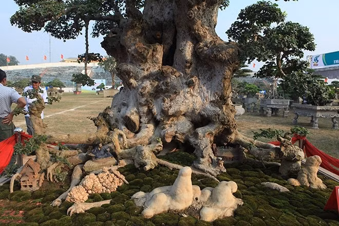 Thân cây nổi nhiều u, cục, bằng chứng cho thấy cây đã rất nhiều tuổi. Ảnh: Dân Việt