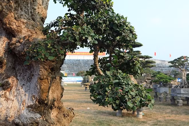 Cây duối mang tên “Lão mai đại thọ”, có nghĩa là một người cha sống trường thọ bên cạnh đàn con cháu. Ảnh: Dân Việt