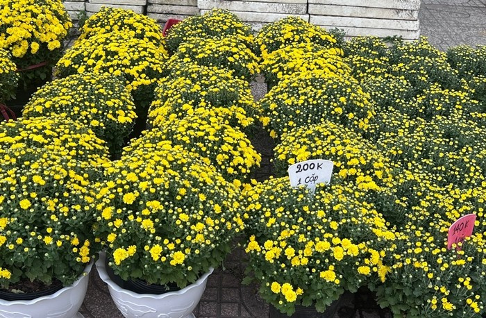 Sắc vàng rực rỡ xuống phố báo hiệu xuân về, đồng thời gửi gắm hy vọng về một cái Tết đủ đầy hơn cho người trồng hoa. Ảnh: Tiền phong