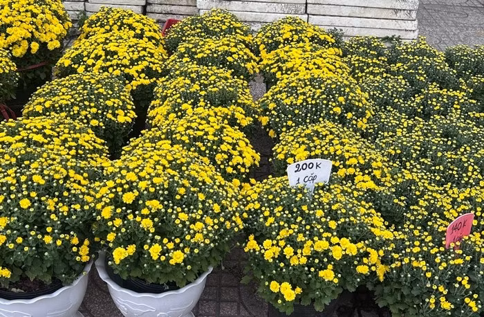 Sắc vàng rực rỡ xuống phố báo hiệu xuân về, đồng thời gửi gắm hy vọng về một cái Tết đủ đầy hơn cho người trồng hoa. Ảnh: Tiền phong