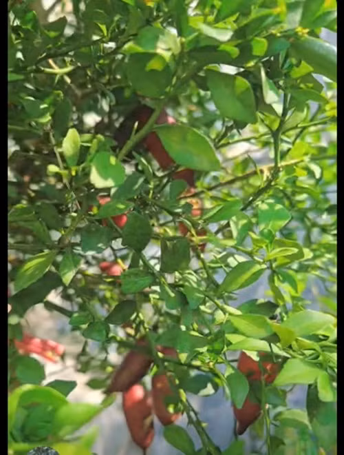 Bên cạnh đó, bà xã Mạnh Trường còn trồng chanh cá hồi (hay còn gọi chanh móng tay). Ảnh chụp màn hình