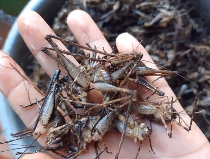 Loài tôm này kích thước nhỏ, con to nhất cũng chỉ bằng ngón tay út của người lớn. Ảnh: Facebook