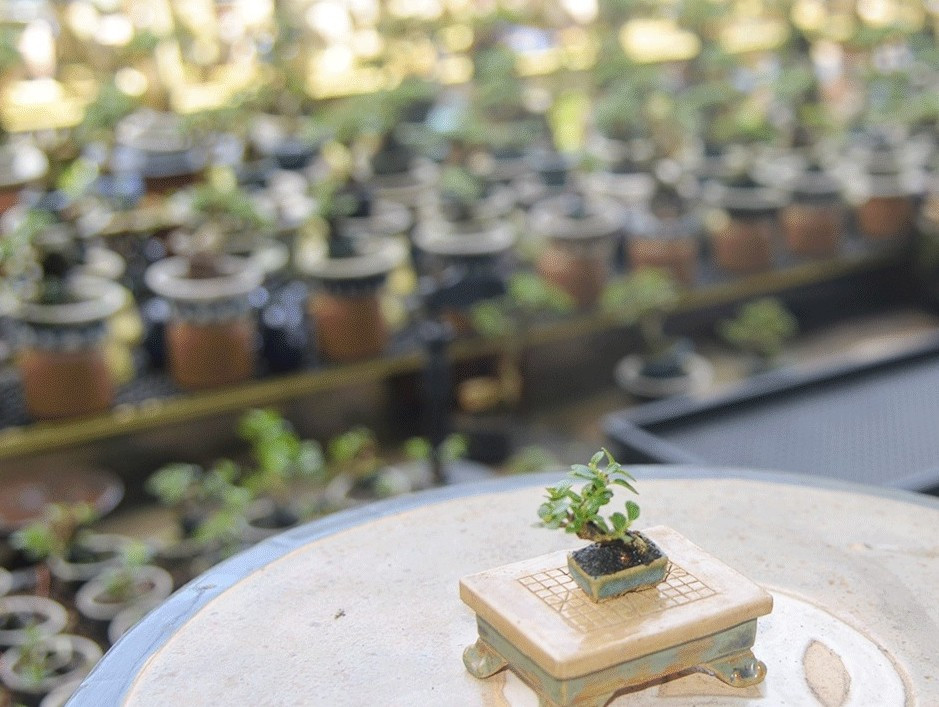 Dòng bonsai tí hon kén người chơi, có quy trình chăm sóc hoàn toàn khác những cây cổ thụ được ép dáng bonsai theo phương pháp truyền thống. Ảnh: Truyền hình Đồng Tháp