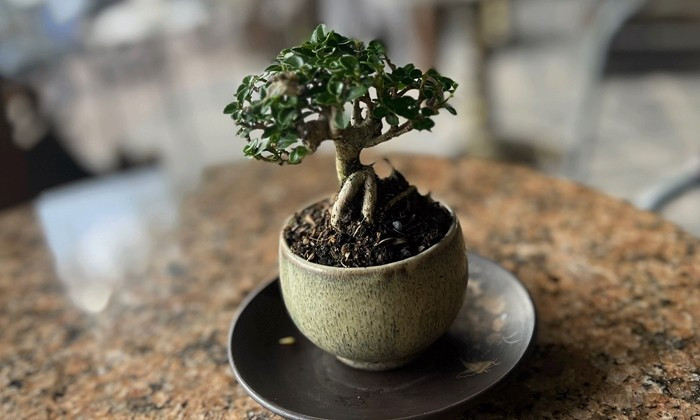 Thời gian gần đây, phong trào chơi bonsai mini trở thành thú vui tao nhã của nhiều người dân. Ảnh: Dân Việt