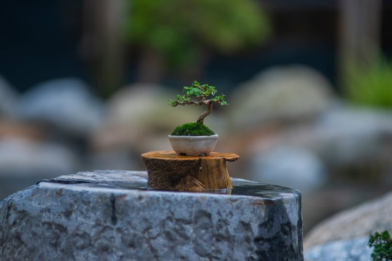 Chậu bonsai đẹp phải bảo đảm các yếu tố “cổ, kỳ, mỹ”. Ảnh: Facebook