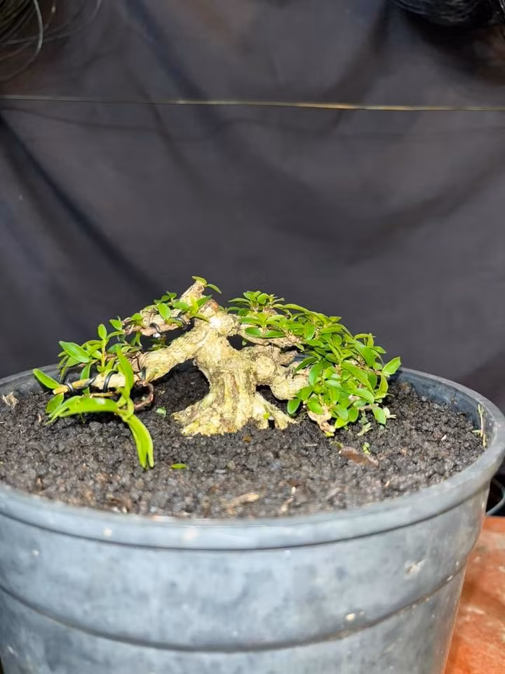 Theo nghệ nhân lâu năm trong nghệ thuật cây cảnh, vẻ đẹp của bonsai là sự hài hòa của thân, cành, tán, chậu. Ảnh: Facebook