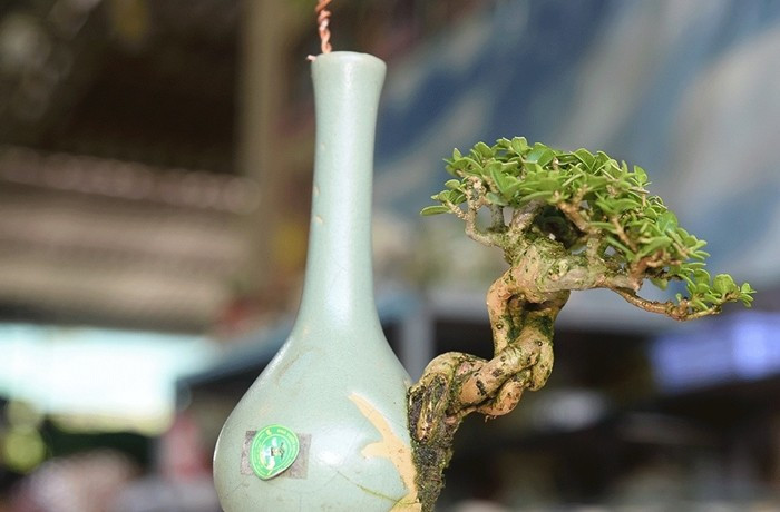 Để có những chậu bonsai tí hon, ngoài sự kiên trì, niềm đam mê, việc học hỏi thêm cách chăm sóc cũng rất quan trọng. Ảnh: Truyền hình Đồng Tháp