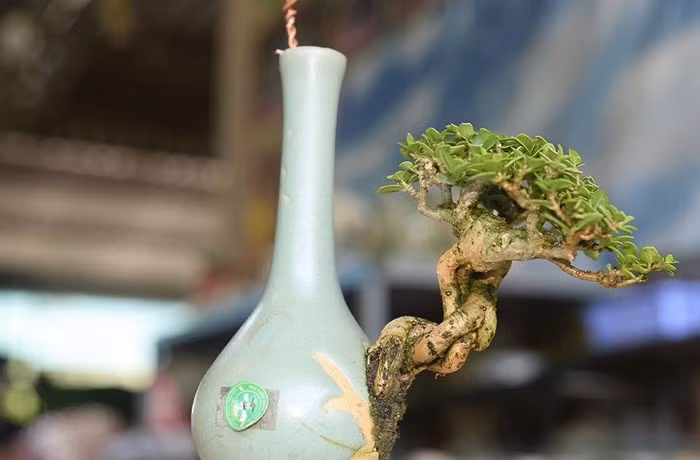 Để có những chậu bonsai tí hon, ngoài sự kiên trì, niềm đam mê, việc học hỏi thêm cách chăm sóc cũng rất quan trọng. Ảnh: Truyền hình Đồng Tháp